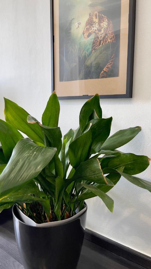 דירות קווארטיירה Apartamento T2 Com Terraco Grande מראה חיצוני תמונה
